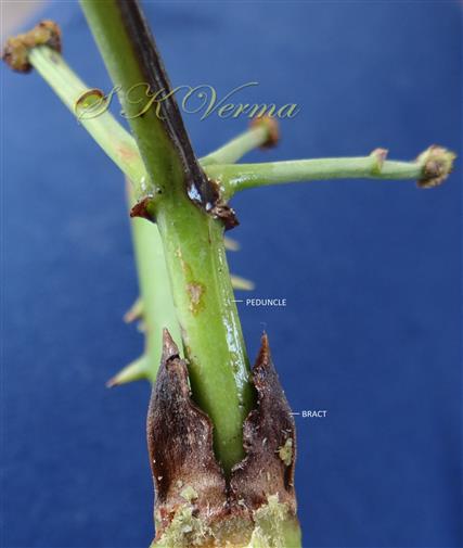  Inflorescence Bracts
